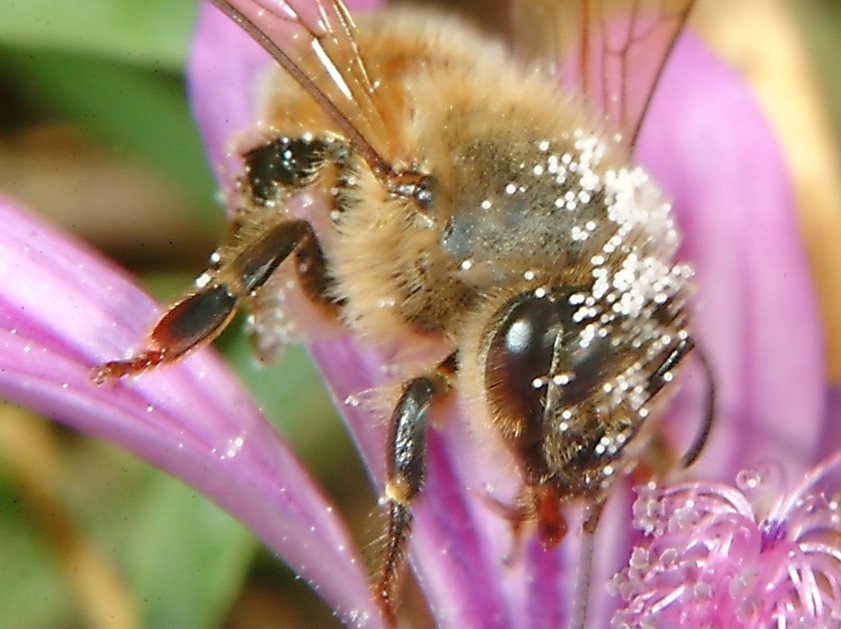 Per chi ama la macrofotografia